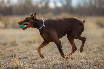 FloTek Dog Ball