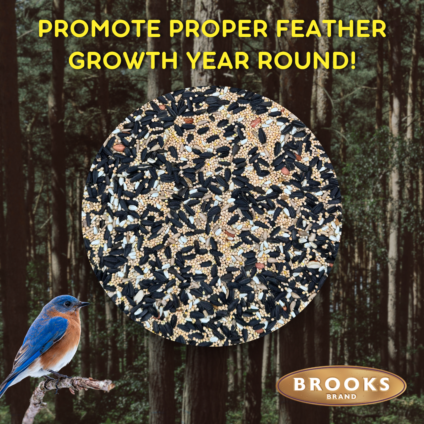 Birds Of A Feather - Songbird Premium