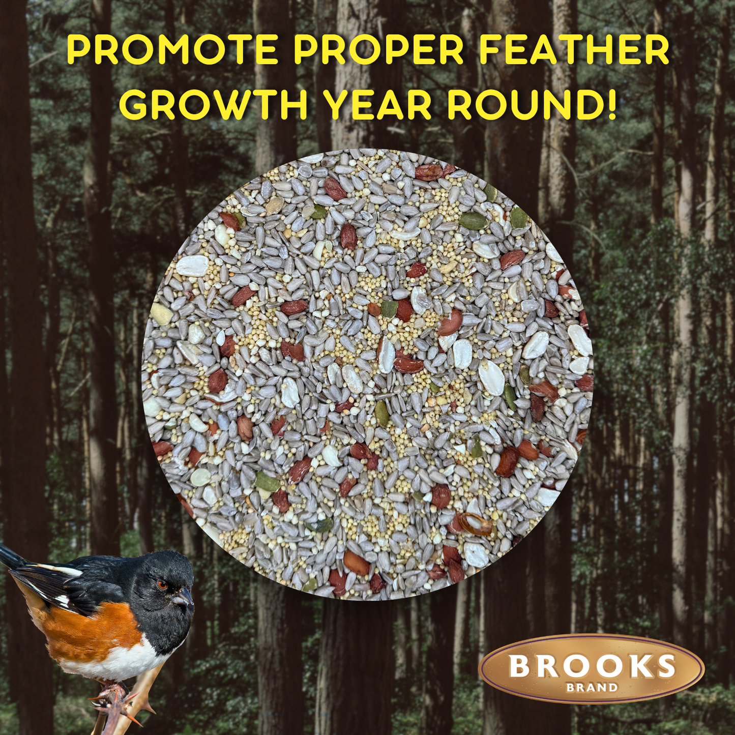 Birds Of A Feather - Shell-Free Festival