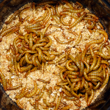 Giant Mealworms