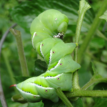 Hornworms