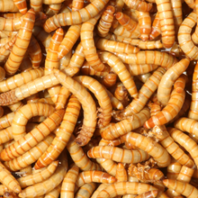 Mealworms