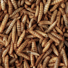 Brooks Brand BSFL for Chickens - 1.75lb