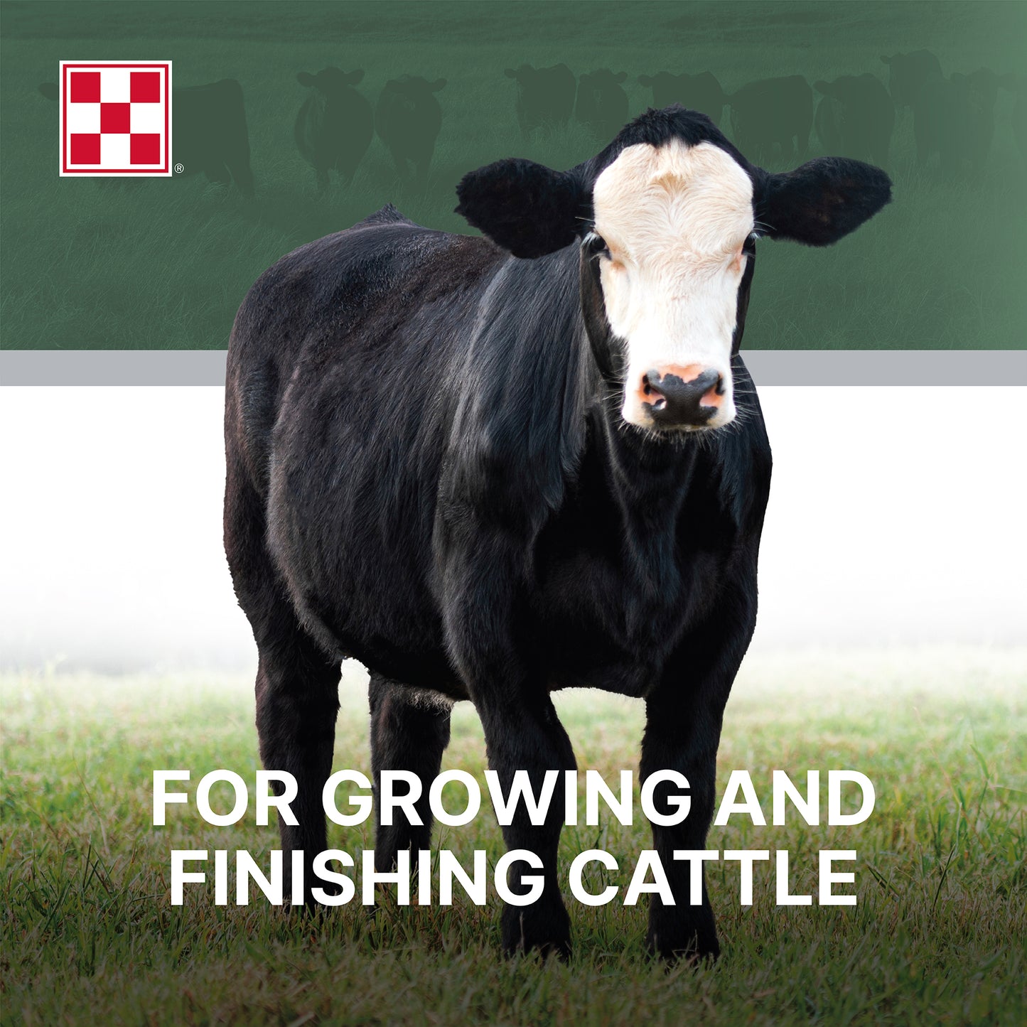 Purina Cattle Grower/Finisher 12 398V - 50lb