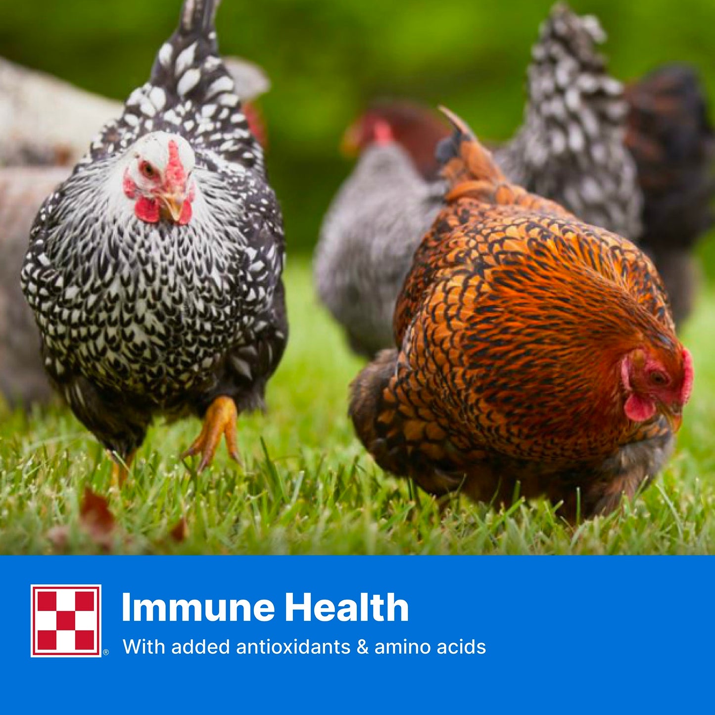 Purina Layena Pellets 626X