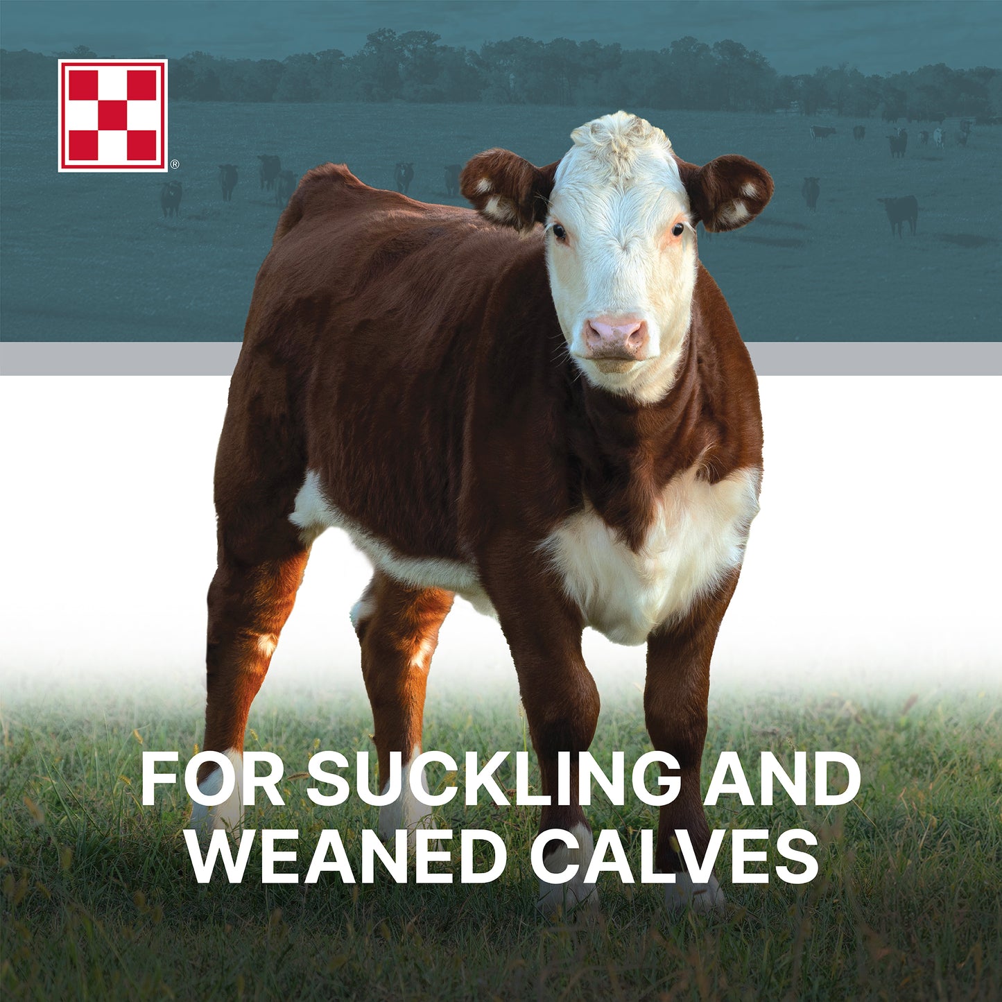 Purina Cattle Grower/Finisher 14 398W - 50lb