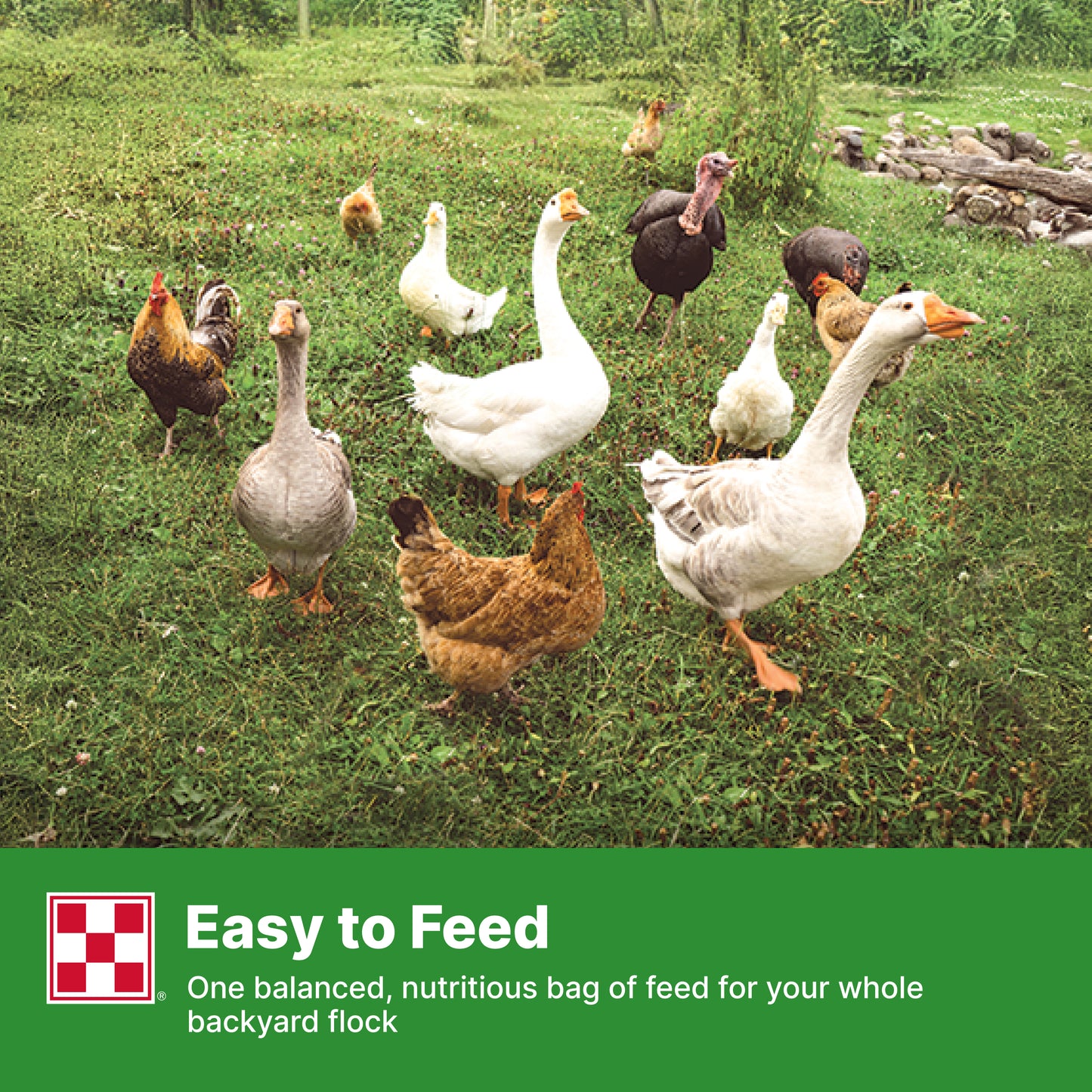 Purina Flock Raiser Crumbles 61HM