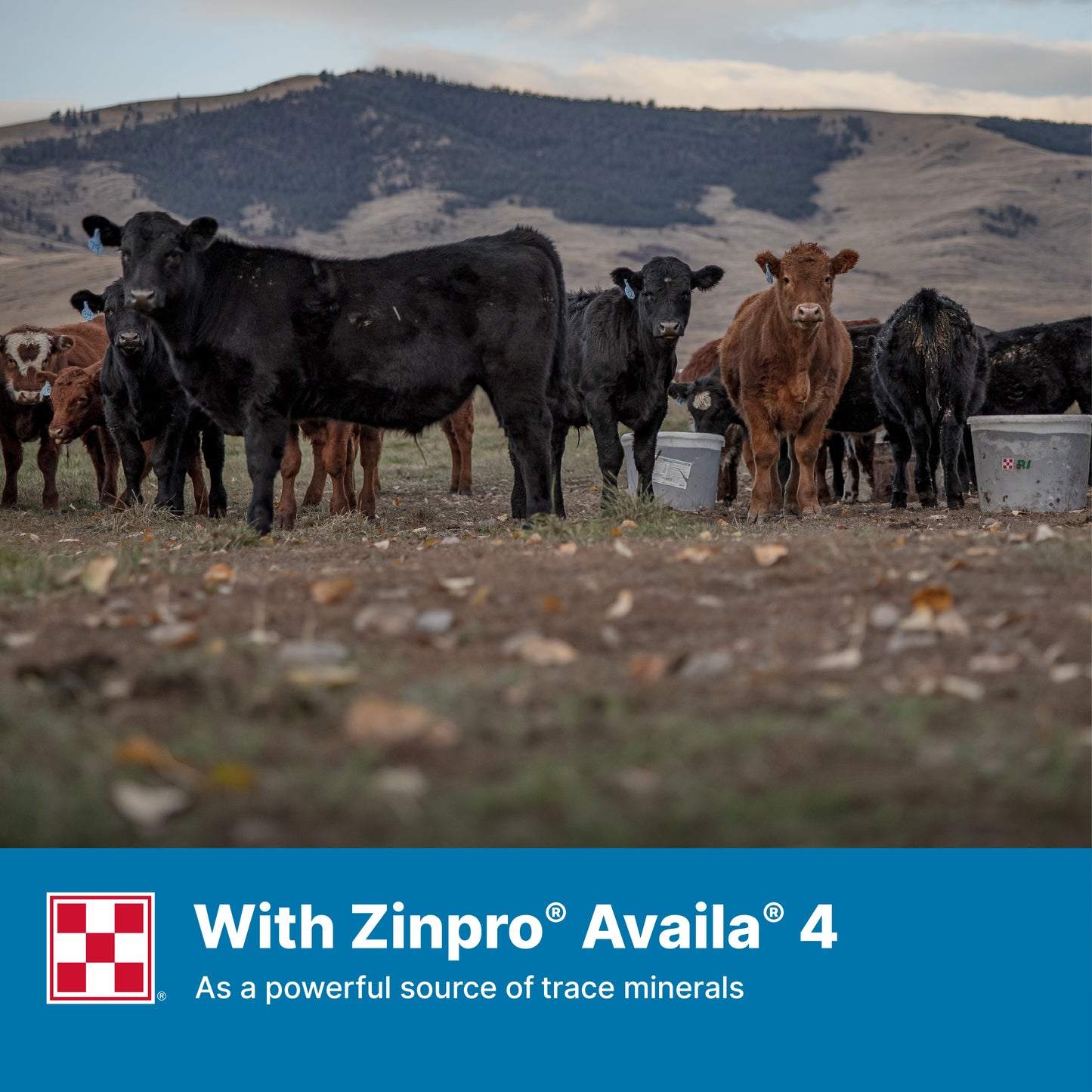 Purina Precon Complete 376C - 50lb