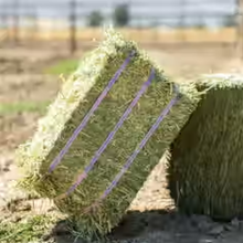 Orchard Grass Compressed Bale, 50lbs