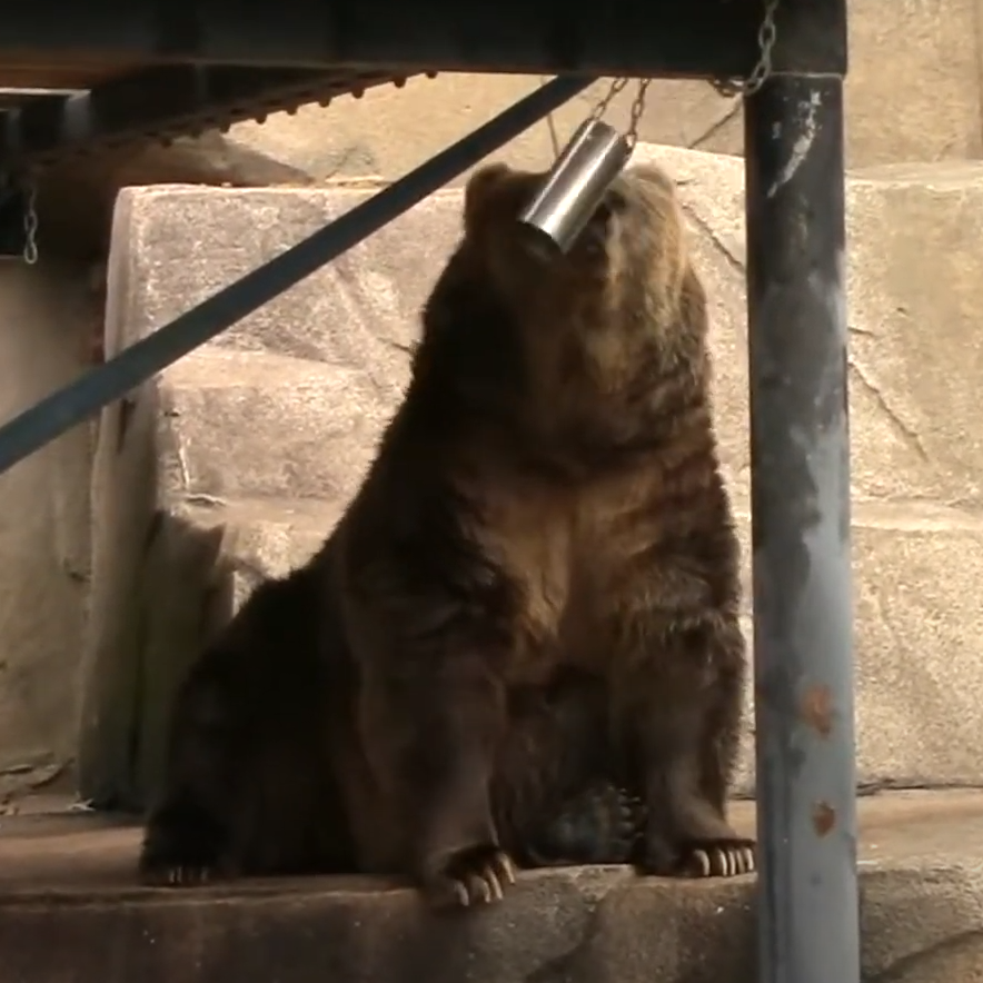 Bear Bell