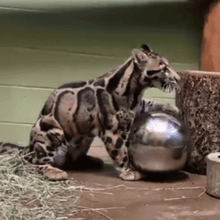 Reflective Sensory Balls - Stainless Steel