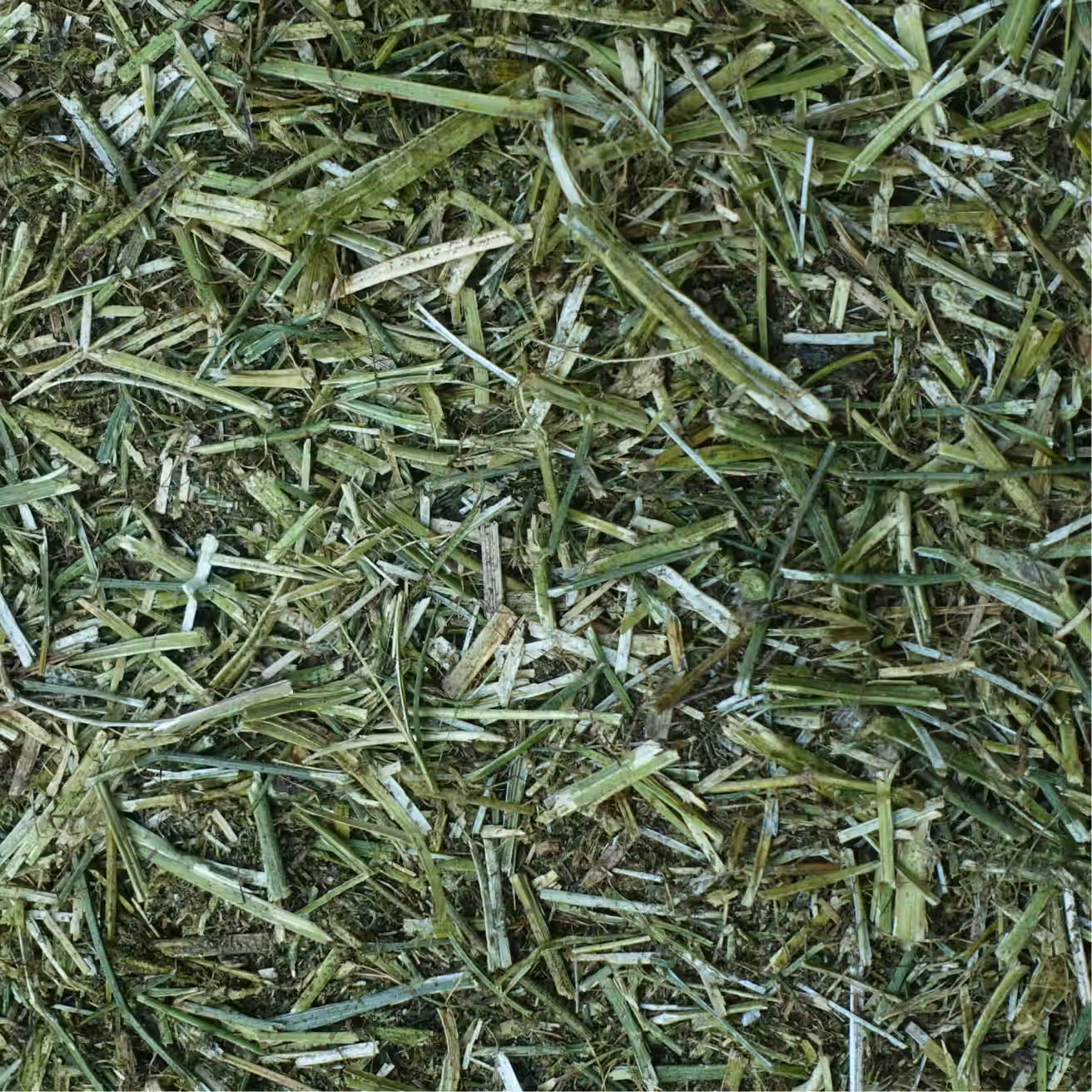 Hand-Selected Alfalfa Forage