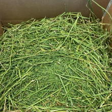 Premium Montana Alfalfa Hay