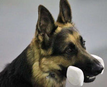 Fido Pro-Trainer Dumbbell