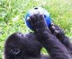 Klinker Balls