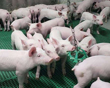 Porcichew -  Flavored Swine Pig Enrichment