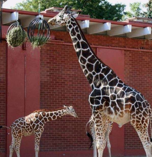 Hayball Enrichment Feeder