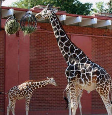 Hayball Enrichment Feeder