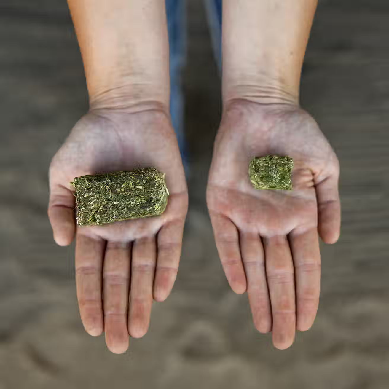 Timothy Grass Mini Cubes