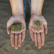 Timothy Grass Mini Cubes