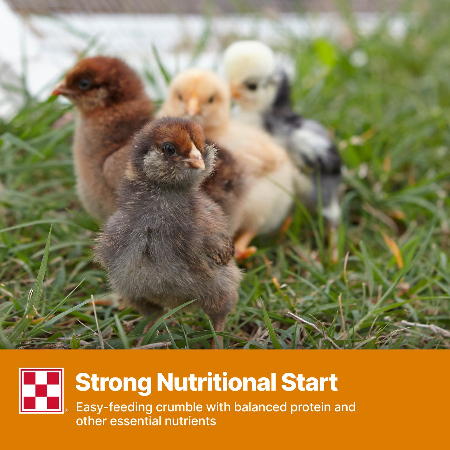 Purina Start & Grow CR 61R8